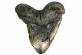 Fossil Megalodon Tooth - Pathological Tooth #168960-2